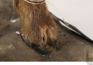 Alpine chamois Rupicapra rupicapra foot hoof leg 0005.jpg